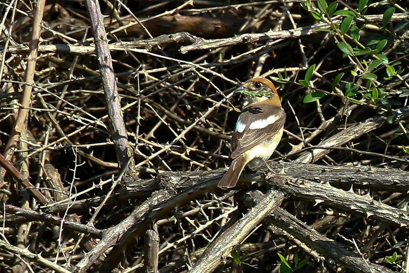 IMG 0252-3