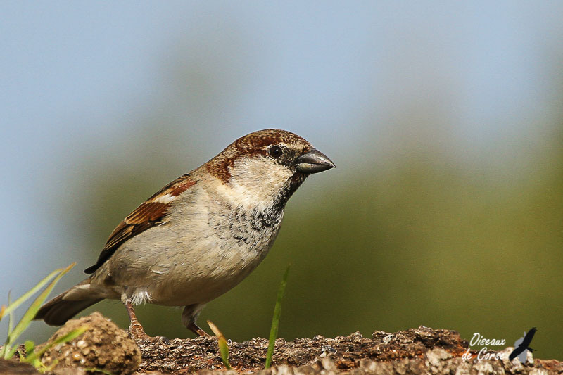 Moineau cisalpin