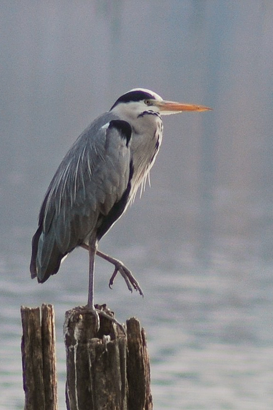 heron-3