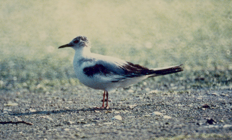 mouette pygmee juv-2